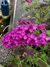 Load image into Gallery viewer, Butterfly Bush Buddliea ‘Royal Red’

