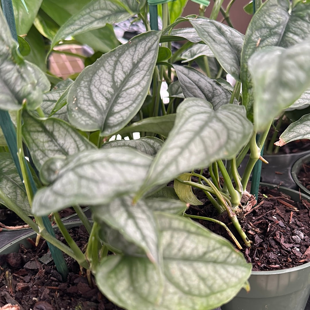 monstera silver Monstera siltipicana Silver Monstera – Franklin Brothers Nursery
