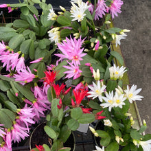 Load image into Gallery viewer, Rhipsalidopsis Spring Cactus
