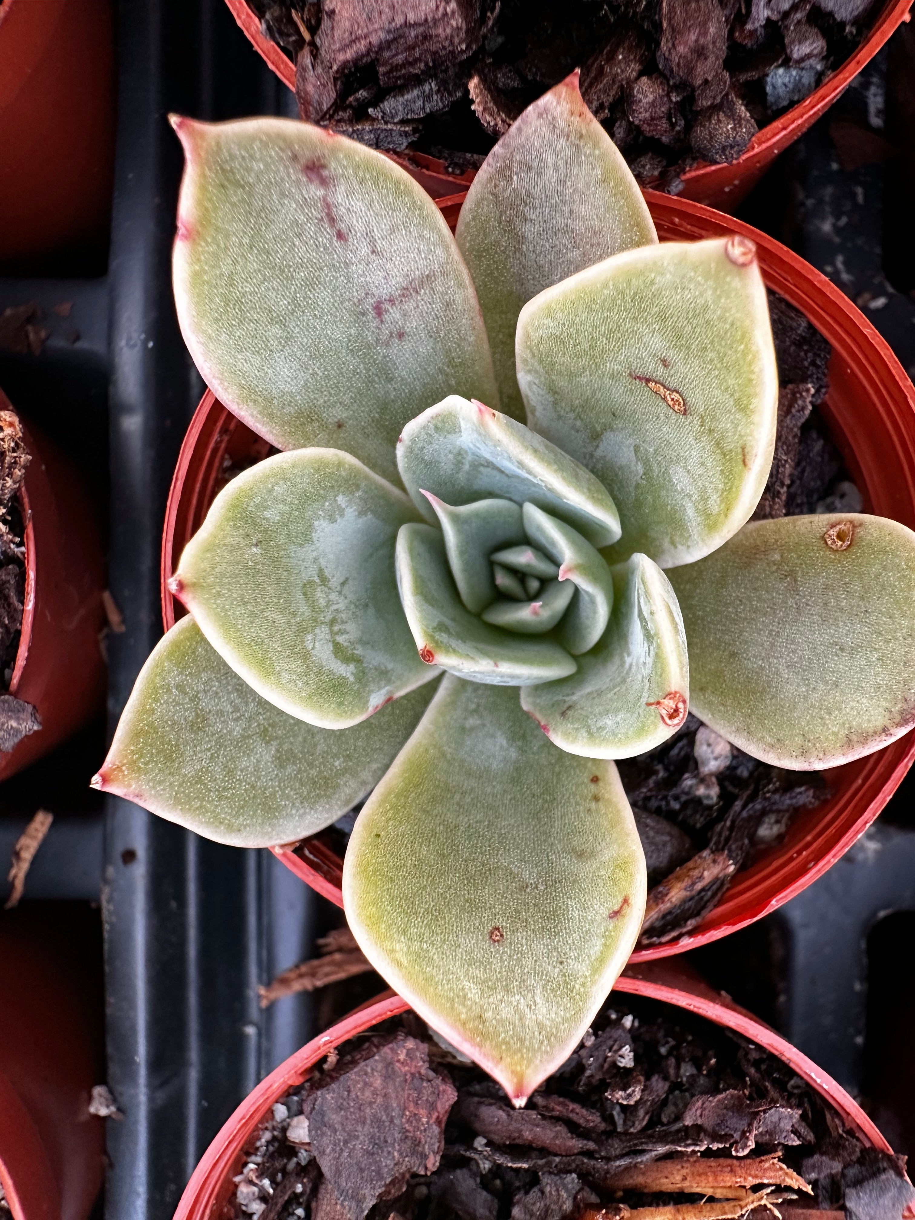 costa succulents Echeveria 'Costa' – Franklin Brothers Nursery