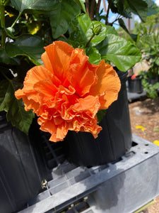 Hibiscus Tropical