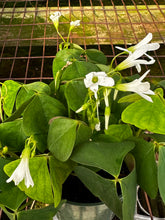 Load image into Gallery viewer, Oxalis regnelli Green Shamrock
