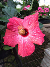 Load image into Gallery viewer, Hibiscus Tropical
