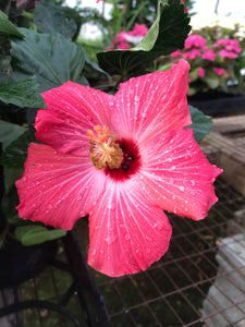 Hibiscus Tropical