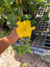 Load image into Gallery viewer, Hibiscus Tropical
