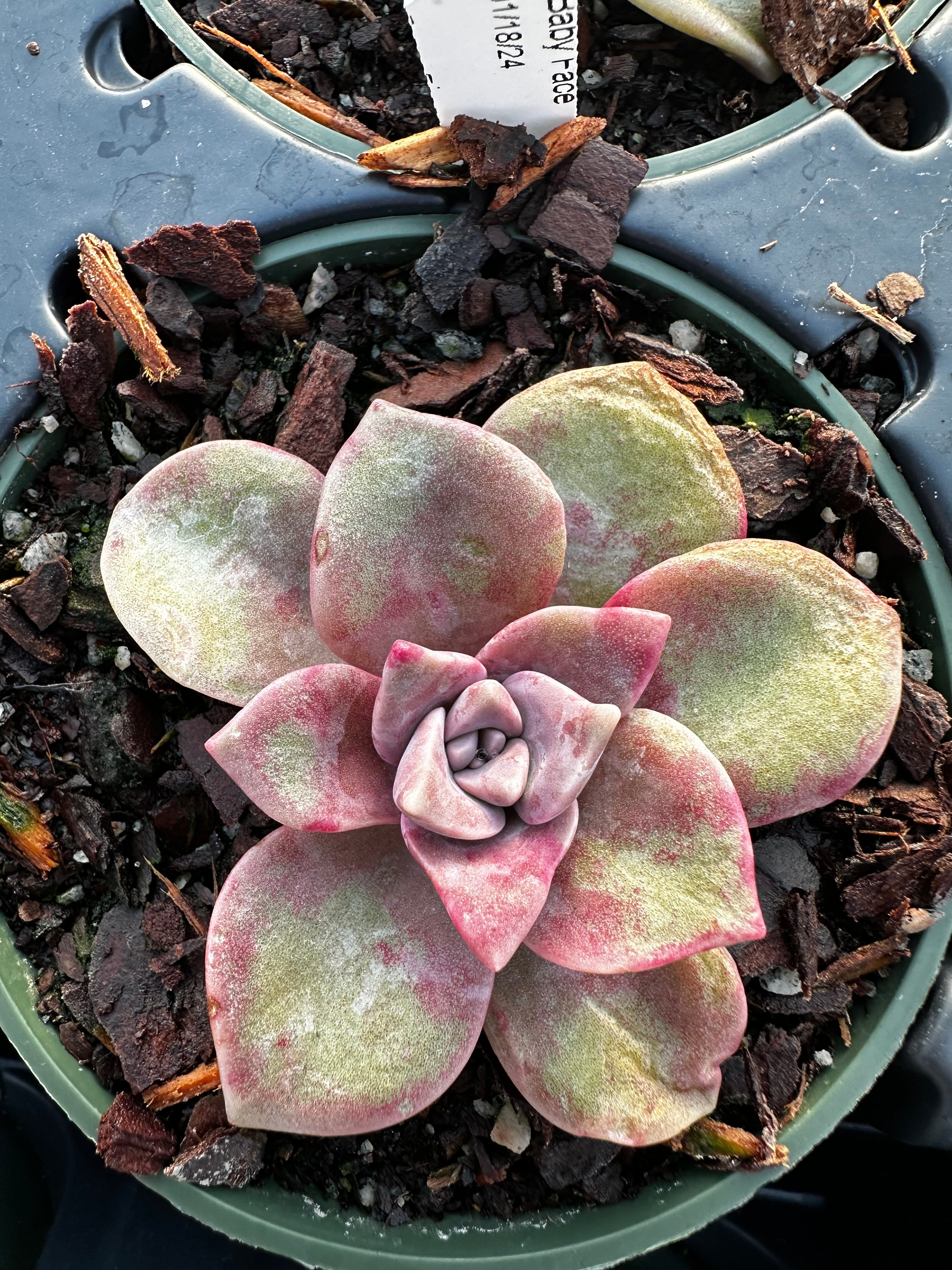 face succulents Echeveria 'Baby Face'