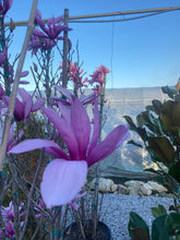 Load image into Gallery viewer, Magnolia x Betty 10 gallon
