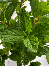 Load image into Gallery viewer, Mentha  Mojito
