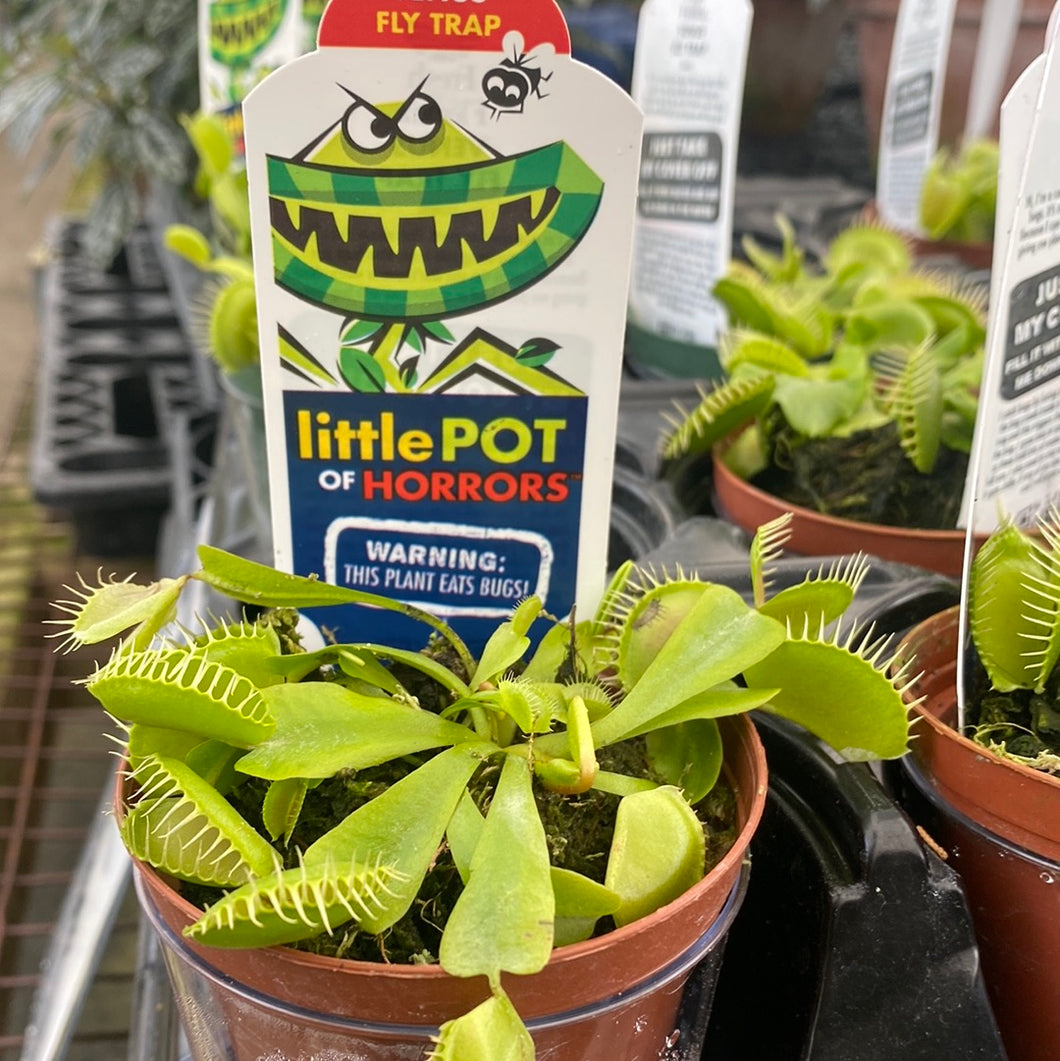 Diondea Venus Fly Trap