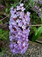 Buddliea Nanho Blue