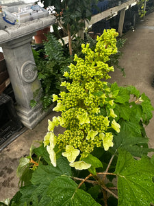 Hydrangea quercifolia Oakleaf 3 gallon