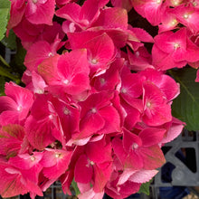 Load image into Gallery viewer, Florist Hydrangea-Merritts Supreme
