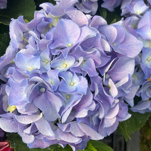 Florist Hydrangea-Merritts Supreme