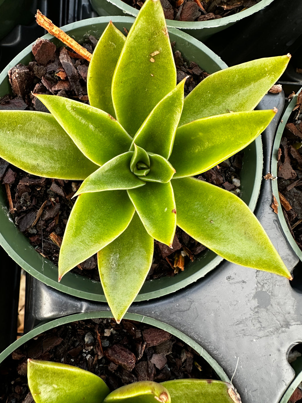 Echeveria 'Mexicana'