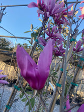 Load image into Gallery viewer, Magnolia x Betty 10 gallon
