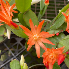 Load image into Gallery viewer, Rhipsalidopsis Spring Cactus
