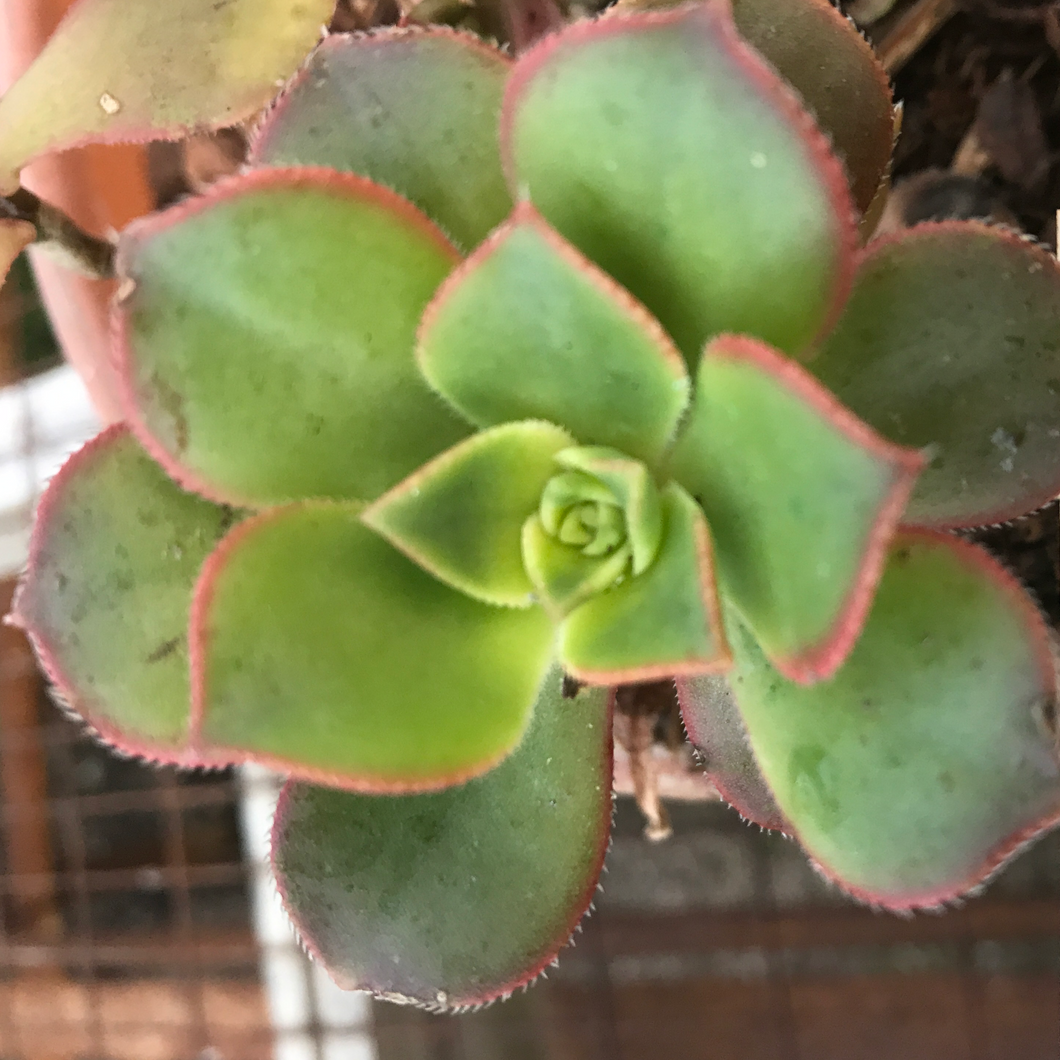 Aeonium ‘Kiwi’