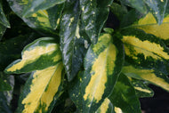 Aucuba Variegated Aucuba