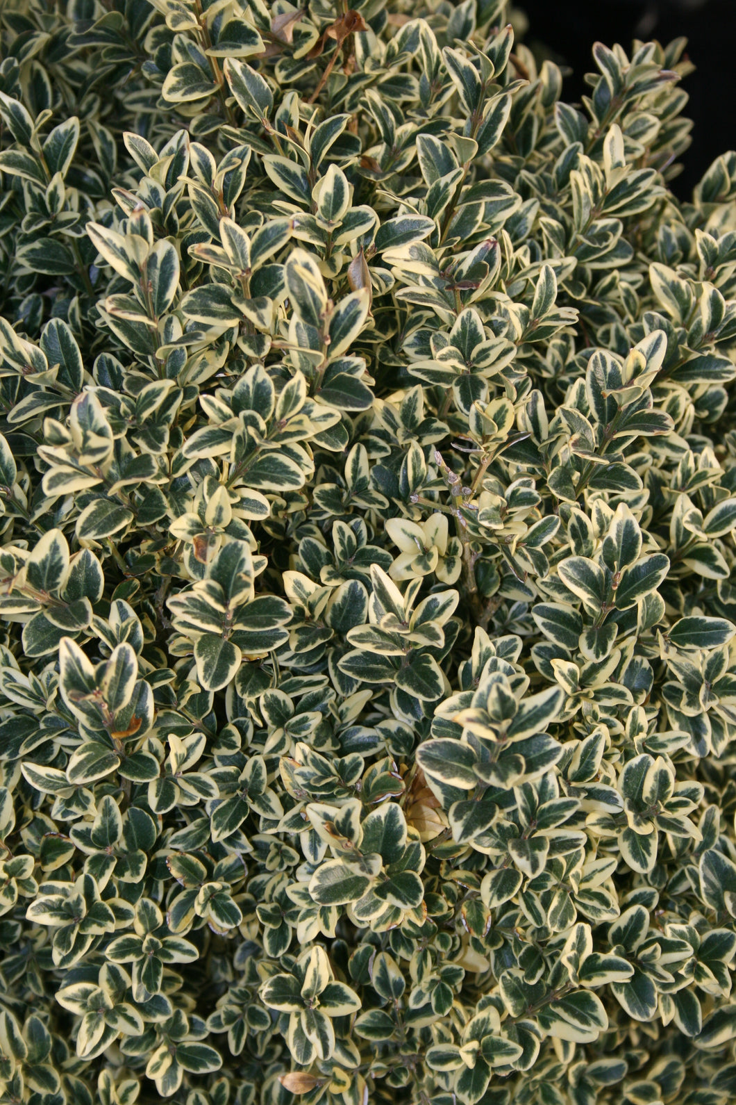 Buxus Var. English Boxwood