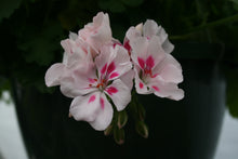 Load image into Gallery viewer, 6” Geranium
