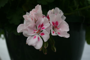 6” Geranium