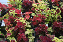 Load image into Gallery viewer, Sun Coleus
