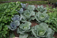 Green Cabbage Collard 4 pak