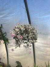 Load image into Gallery viewer, Kalanchoe pumila Flower Dust Plant
