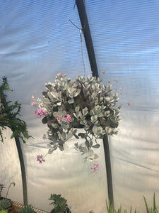 Kalanchoe pumila Flower Dust Plant