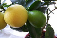 Citrofortunella Limequat