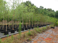 Weeping Willow Salix