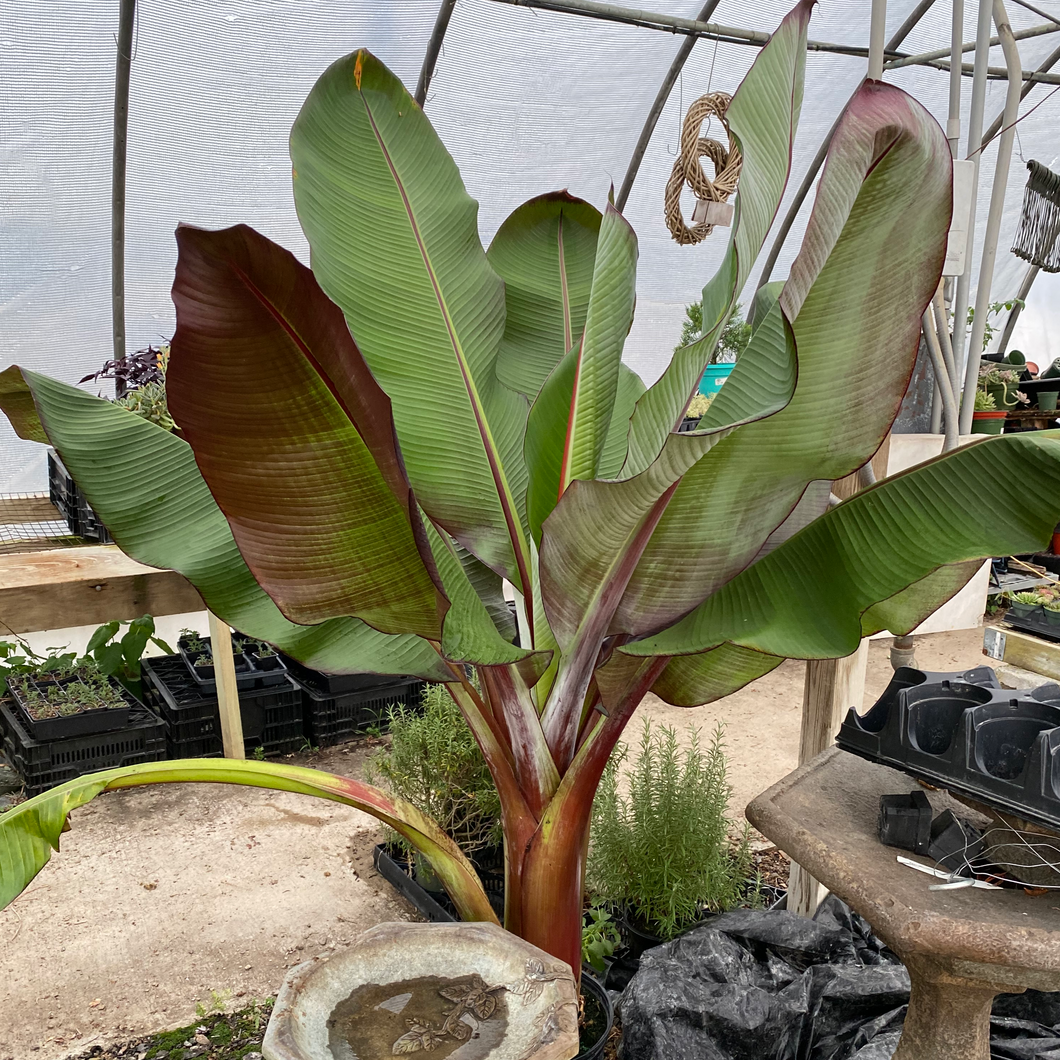 Musa