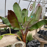 Musa