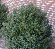 Buxus American Boxwood