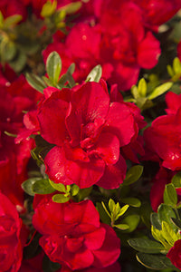 Encore Azalea Autumn Bonfire™