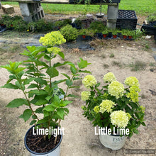 Load image into Gallery viewer, Hydrangea paniclata ’Little Lime’
