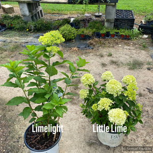 Hydrangea paniclata ’Little Lime’