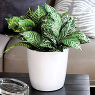 Aria Planter Glossy White