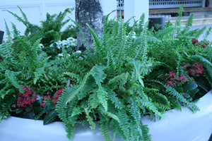 Kimberly Queen Fern