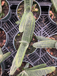 Gasteria