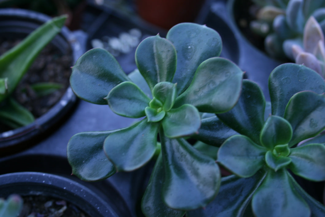 Sedum praealtum ’Shrubby Stone Crop’