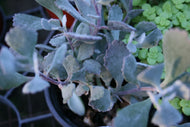 Kalanchoe pumila Flower Dust Plant