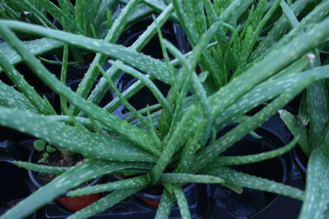 Aloe vera