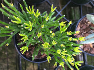 Rhipsalis ewaldiana Gold Tip Cactus