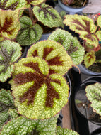 Begonia Iron Cross