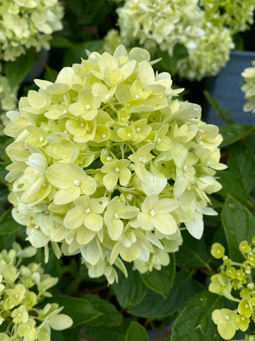 Hydrangea paniclata ’Little Lime’