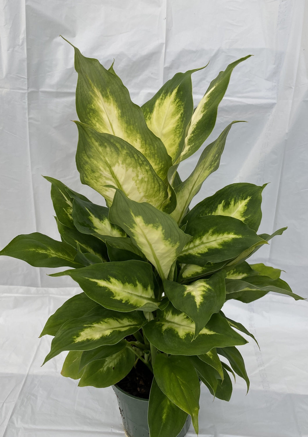 Dieffenbachia Camille