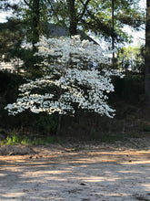 Load image into Gallery viewer, White Dogwood
