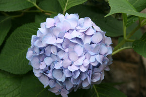 Hydrangea Nikko Blue
