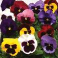 Pansy Majestic Giant II Mix